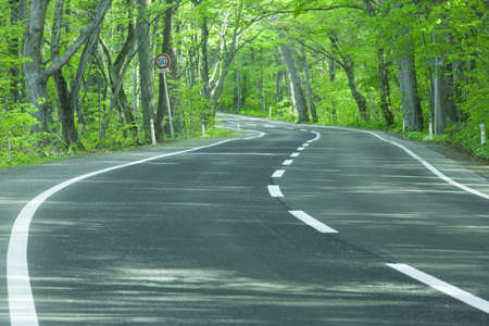 Road in a green forestの写真素材
