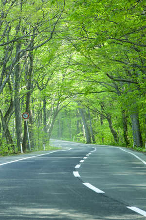 Road in a green forestの写真素材