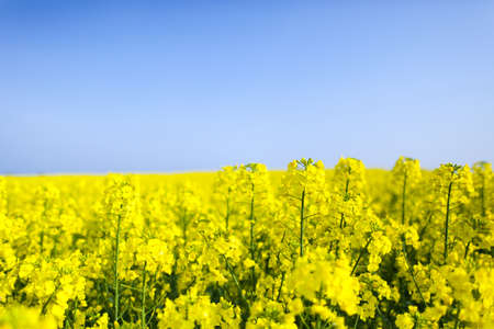 field of rapeseedの写真素材