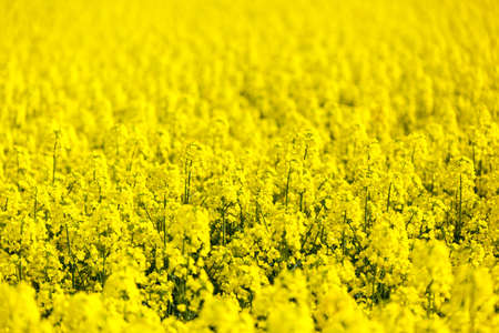 field of rapeseedの写真素材
