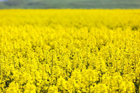 field of rapeseedの写真素材