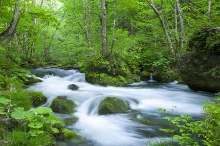Stream in green forestの写真素材