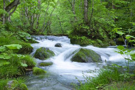 Stream in green forestの写真素材