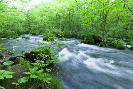 Stream in green forestの写真素材