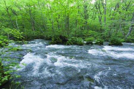 Stream in green forestの写真素材