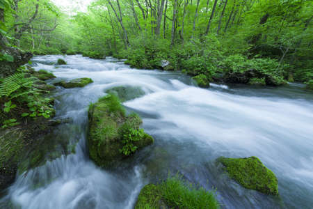 Stream in green forestの写真素材