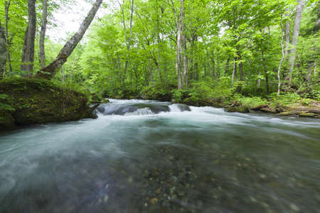 Stream in green forestの写真素材