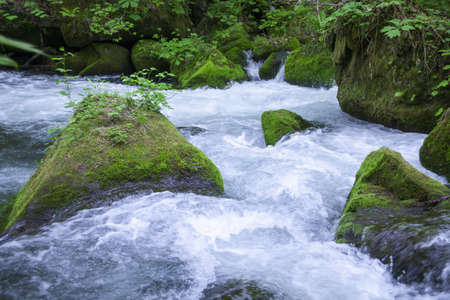 Stream in green forestの写真素材