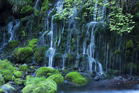 Stream in green forestの写真素材