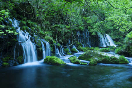 Stream in green forestの写真素材