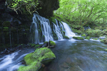 Stream in green forestの写真素材