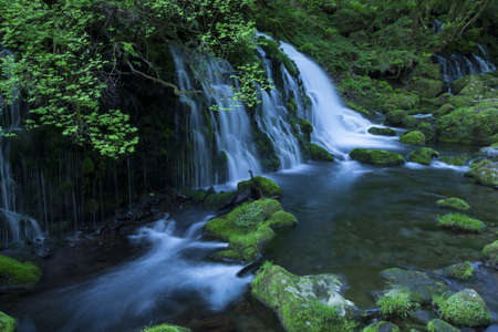 Stream in green forestの写真素材