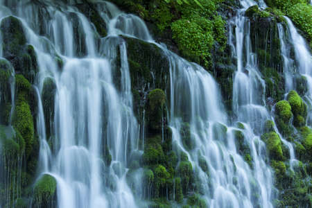 Stream in green forestの写真素材