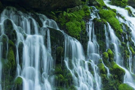 Stream in green forestの写真素材