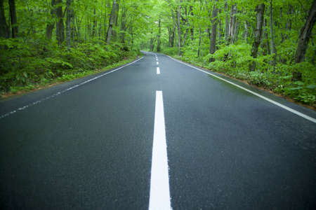 Road in a green forestの写真素材
