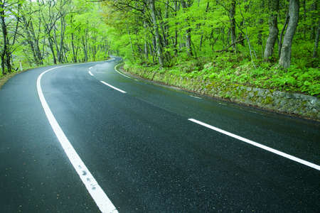 Road in a green forestの写真素材