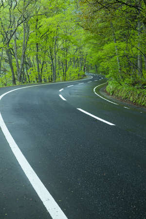 Road in a green forestの写真素材