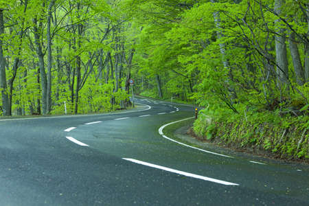 Road in a green forestの写真素材
