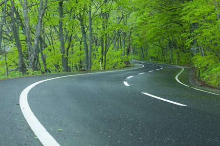 Road in a green forestの写真素材