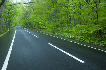 Road in a green forestの写真素材
