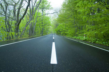 Road in a green forestの写真素材
