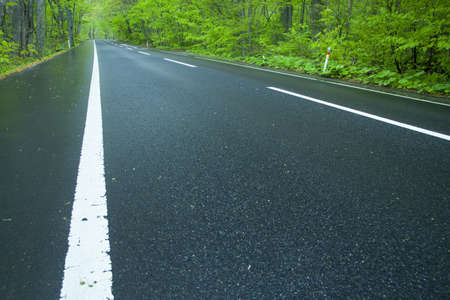 Road in a green forestの写真素材