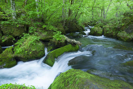 Stream in green forestの写真素材