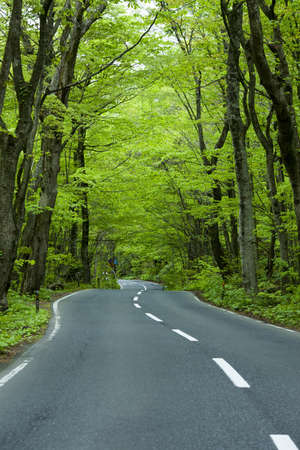 Road in a green forestの写真素材