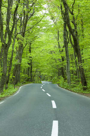 Road in a green forestの写真素材