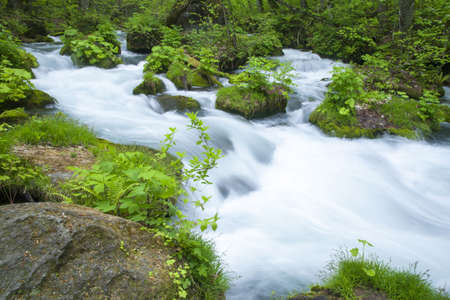 Stream in green forestの写真素材