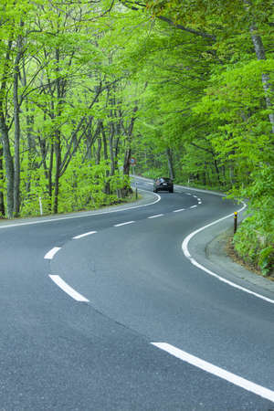 Road in a green forestの写真素材