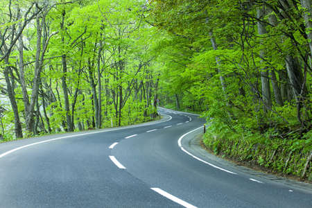 Road in a green forestの写真素材
