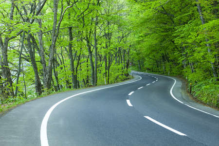 Road in a green forestの写真素材