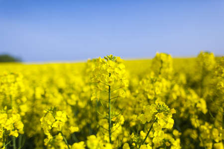 field of rapeseedの写真素材