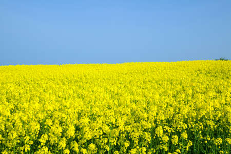 field of rapeseedの写真素材