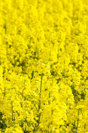 field of rapeseedの写真素材