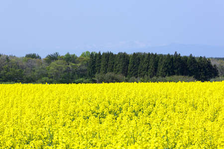 field of rapeseedの写真素材