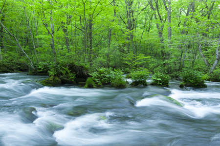 Stream in green forestの写真素材