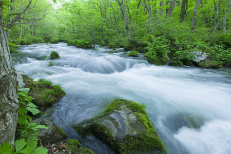 Stream in green forestの写真素材