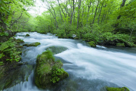 Stream in green forestの写真素材