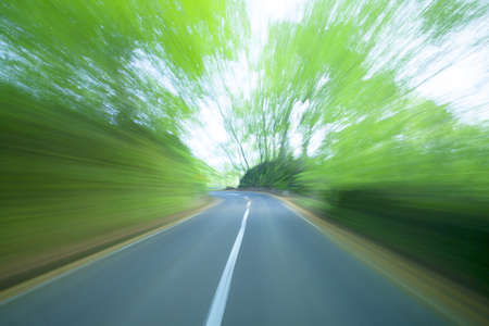 Road in a green forestの写真素材