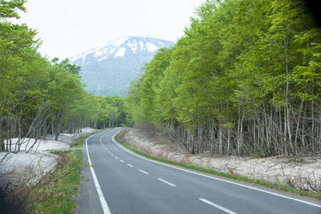 Road in a green forestの写真素材