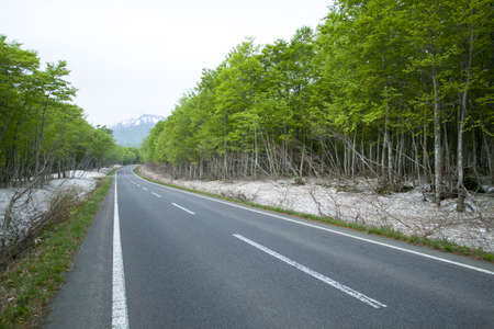 Road in a green forestの写真素材