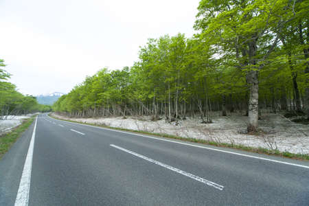 Road in a green forestの写真素材