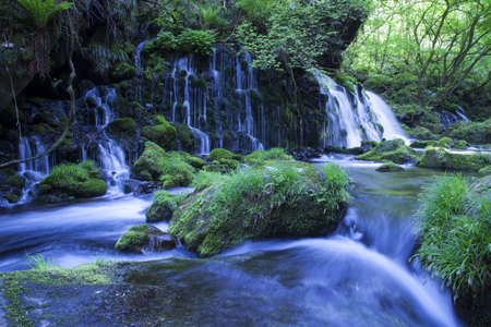 Stream in green forestの写真素材