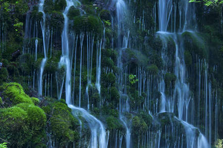Stream in green forestの写真素材