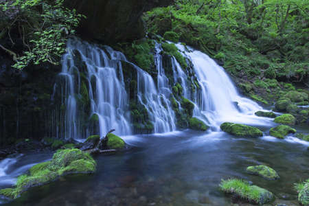 Stream in green forestの写真素材