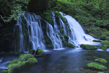 Stream in green forestの写真素材