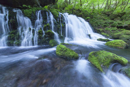 Stream in green forestの写真素材