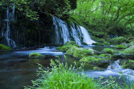 Stream in green forestの写真素材